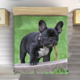 Francia Bulldog ágytakaró - French Bulldog Grass