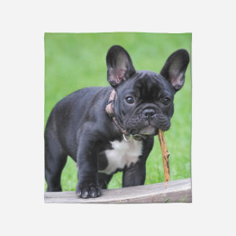 Francia bulldog pléd - French Bulldog Grass