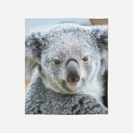 3D pléd - Koala