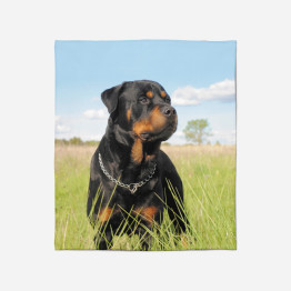 3D polár pléd - Rottweiler