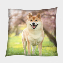 Díszpárna - Shiba Inu